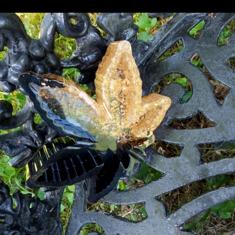 Little half and half (WD Leaf)